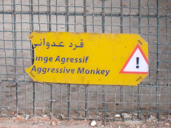 monkey sign