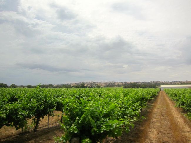 vineyard
