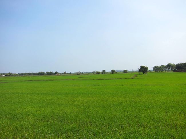 Rice Paddie 2