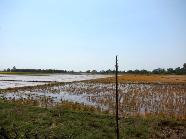 Rice Paddie 3