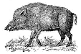 Boar